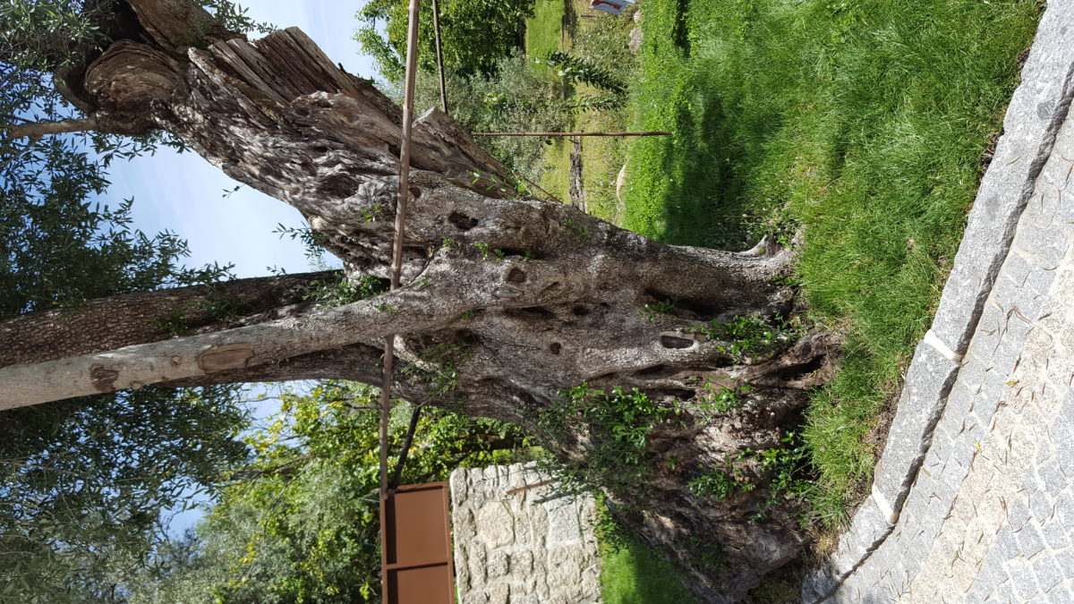 Árvores candidatas no terreno